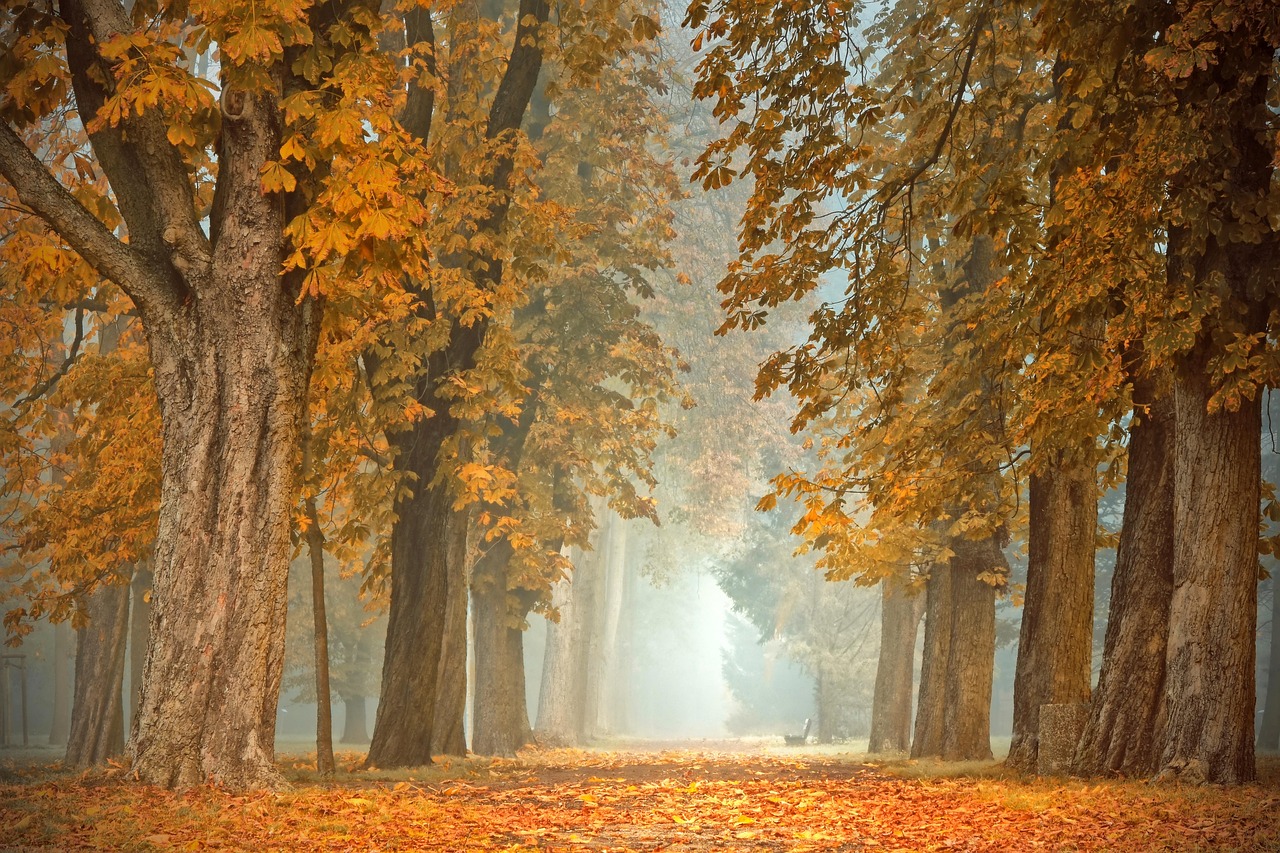 Wanderwege Lüneburg Herbst 2024